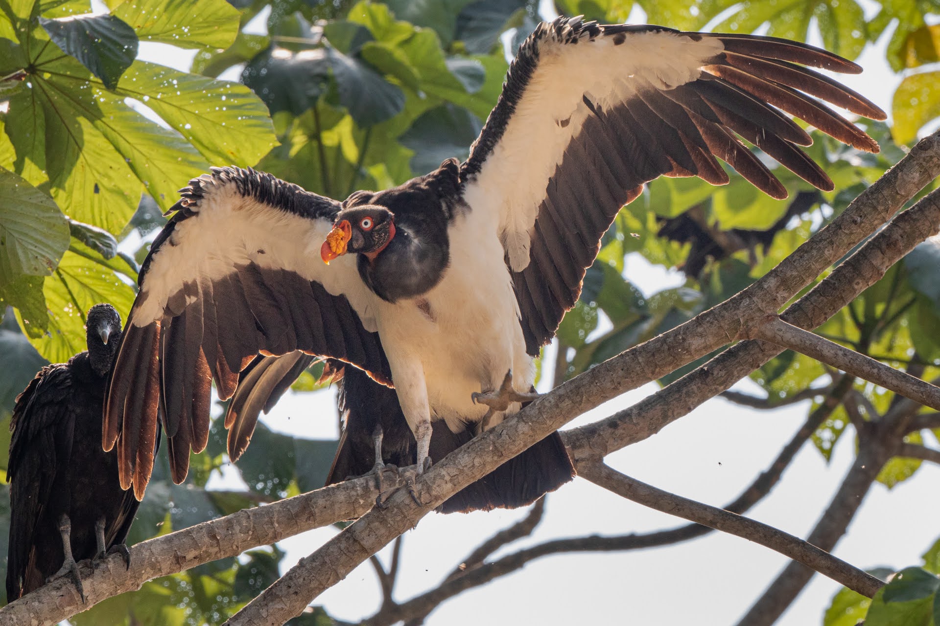 Following the ghost of the forest: The king vulture